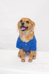 dog pet photographer savannah ga peake cpa headshots 