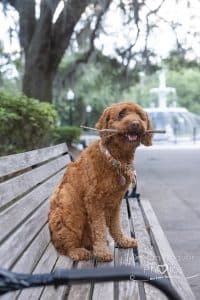 dog photo shoot savannah photographer Forsyth park fountain 